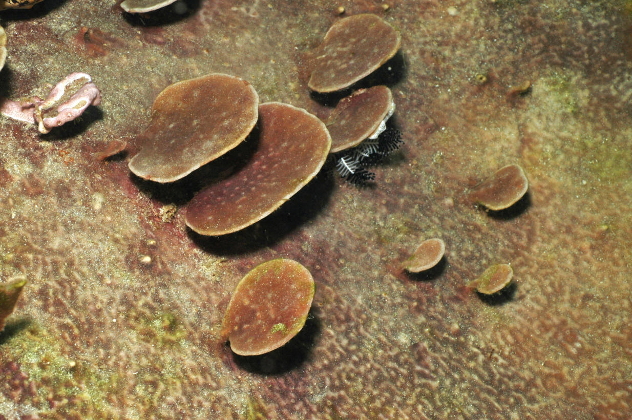 Phyllospongia lamellosa